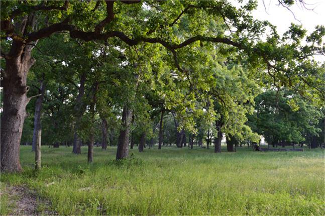 11568 County Road 419, Navasota, Texas image 26