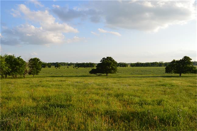 11568 County Road 419, Navasota, Texas image 8