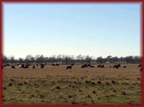 11568 County Road 419, Navasota, Texas image 31