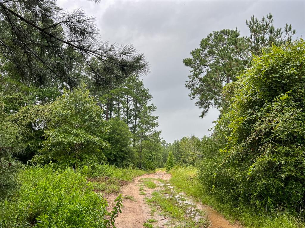 1 Off County Road 2064, Crockett, Texas image 7