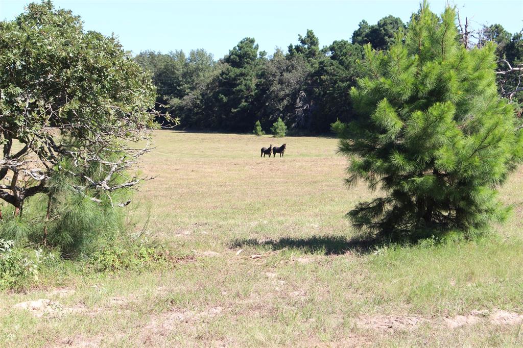 000 County Road 2345, Grapeland, Texas image 7