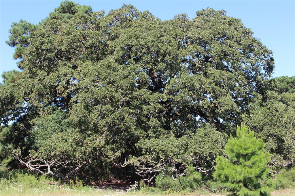 000 County Road 2345, Grapeland, Texas image 3