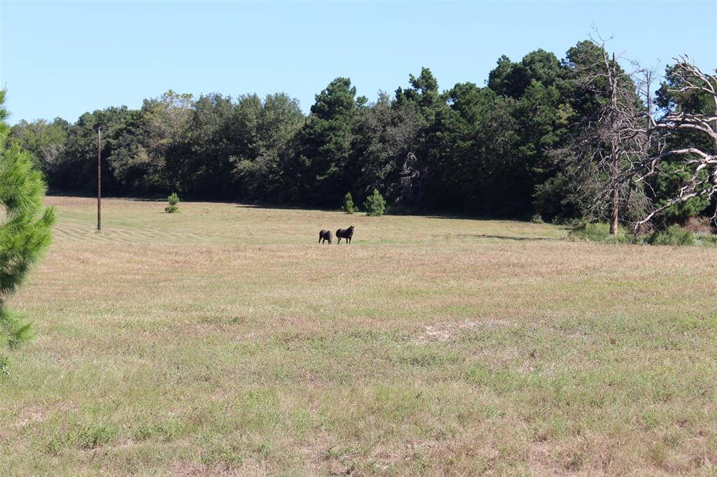 000 County Road 2345, Grapeland, Texas image 17