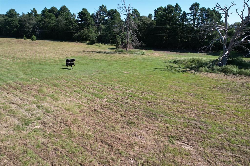 000 County Road 2345, Grapeland, Texas image 14