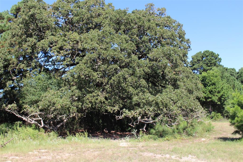 000 County Road 2345, Grapeland, Texas image 15