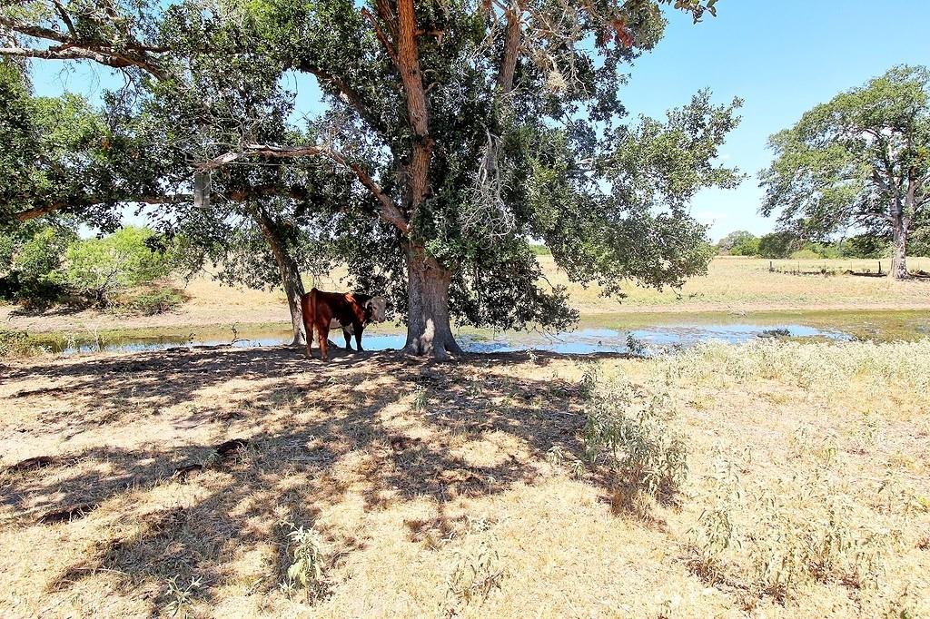 TBD County Road 245, Weimar, Texas image 15