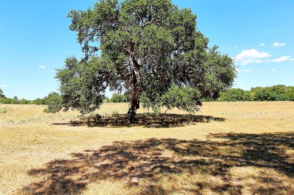 TBD County Road 245, Weimar, Texas image 7