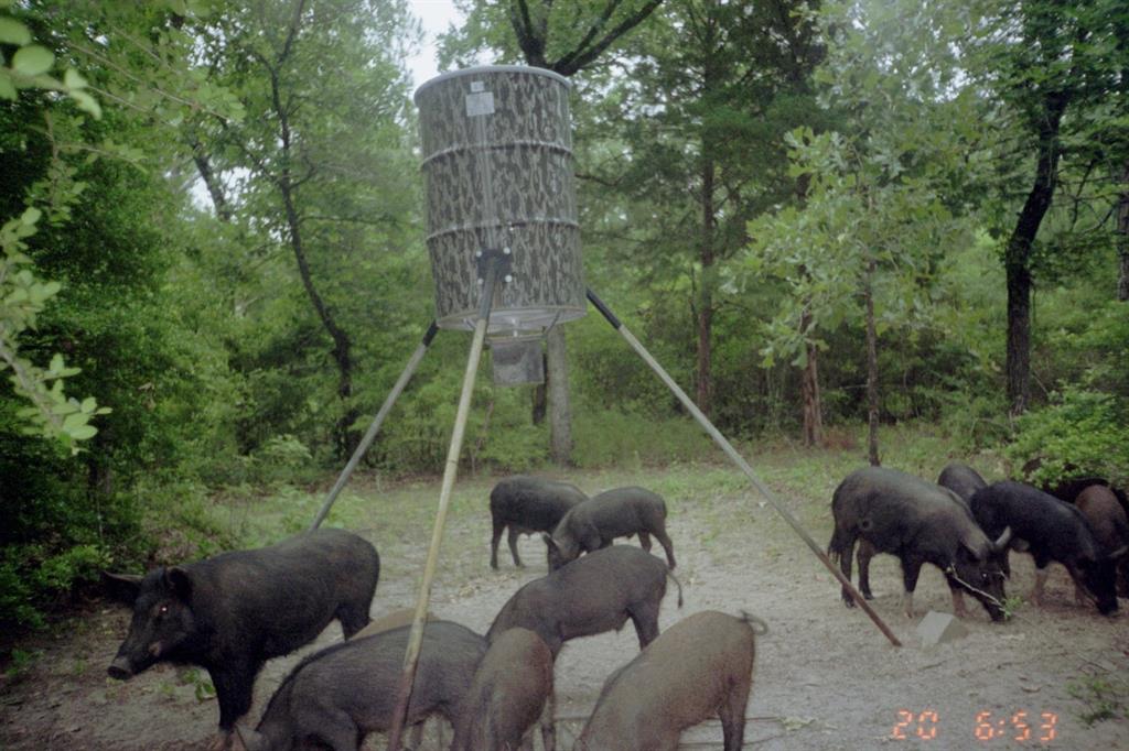 TBD County Road 300, Oakwood, Texas image 26