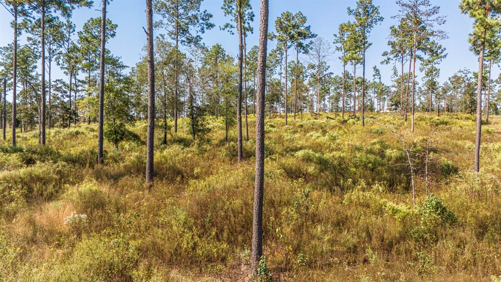 072 Western, Livingston, Texas image 8