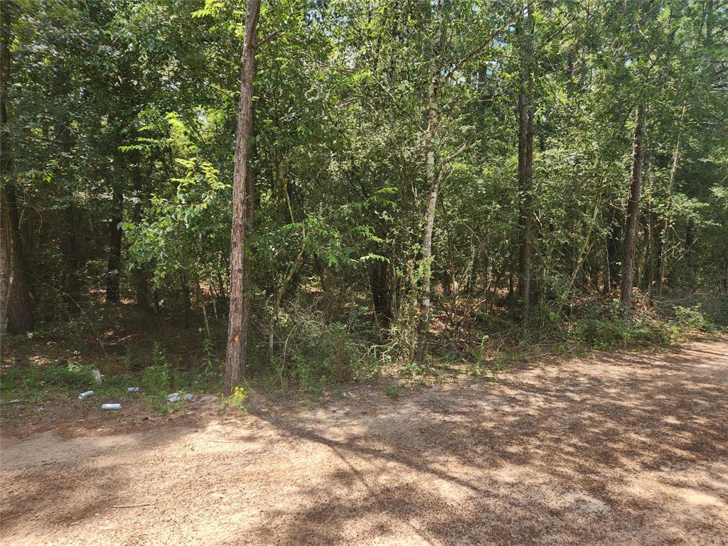 Lot 1 Sycamore Lane, Plantersville, Texas image 9