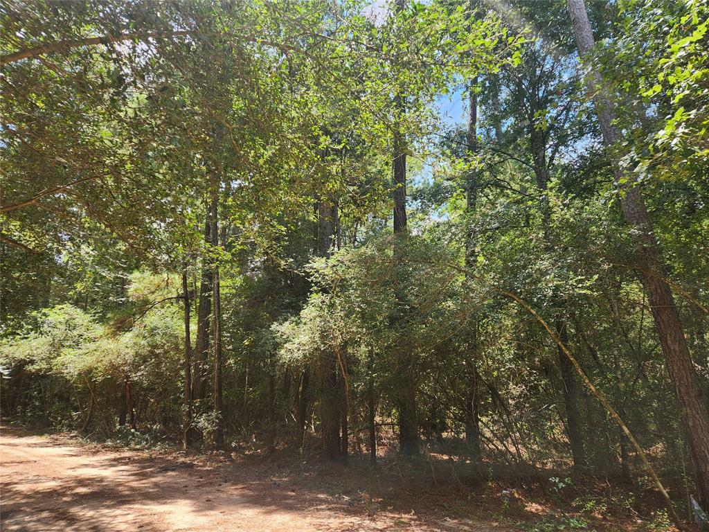 Lot 1 Sycamore Lane, Plantersville, Texas image 6