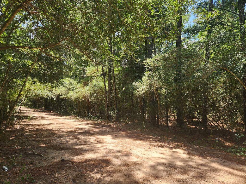 Lot 1 Sycamore Lane, Plantersville, Texas image 5