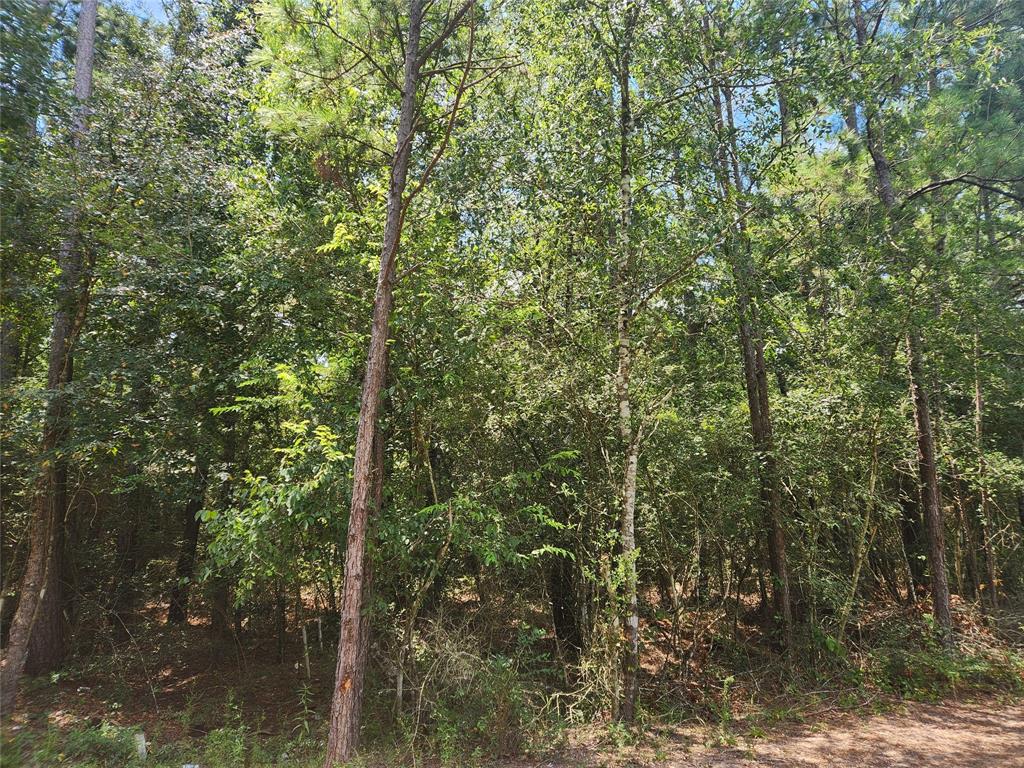 Lot 1 Sycamore Lane, Plantersville, Texas image 13