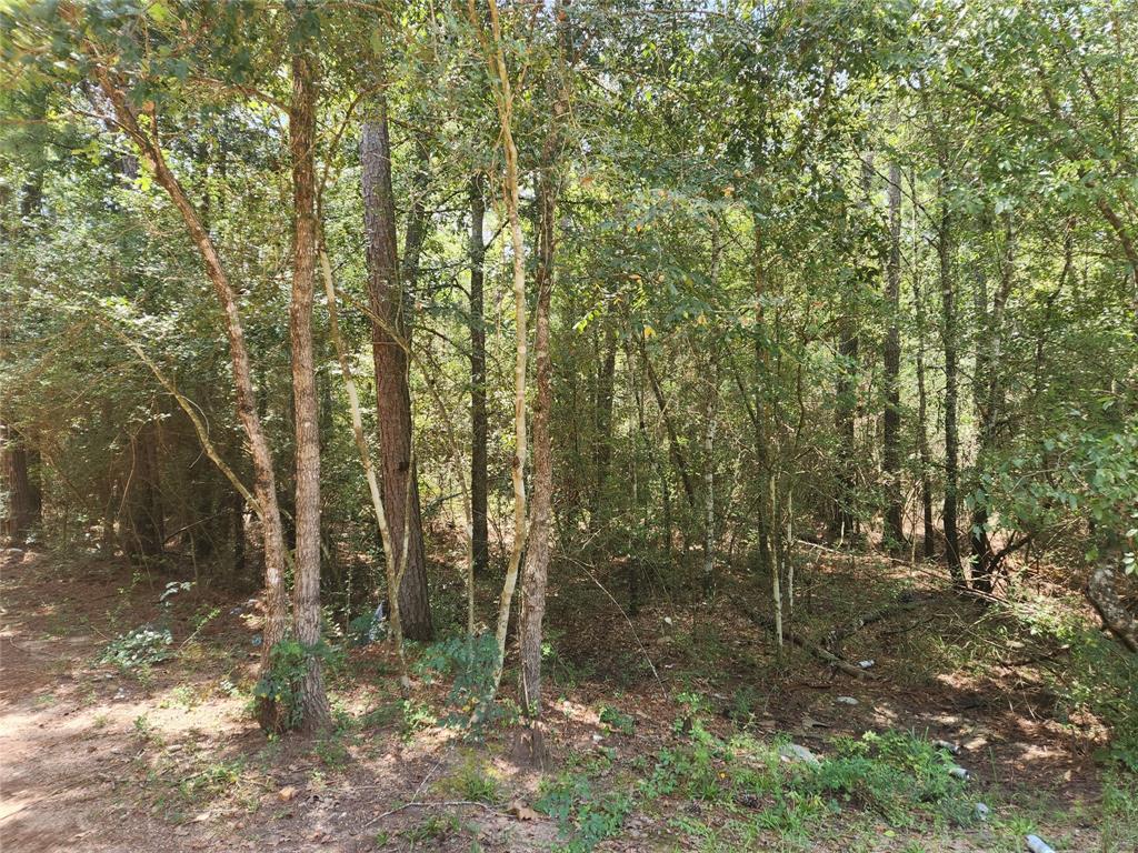 Lot 1 Sycamore Lane, Plantersville, Texas image 12