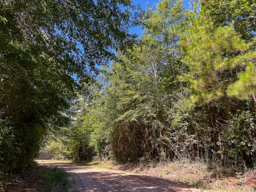 Cr 366/cr 368, Zavalla, Texas image 7