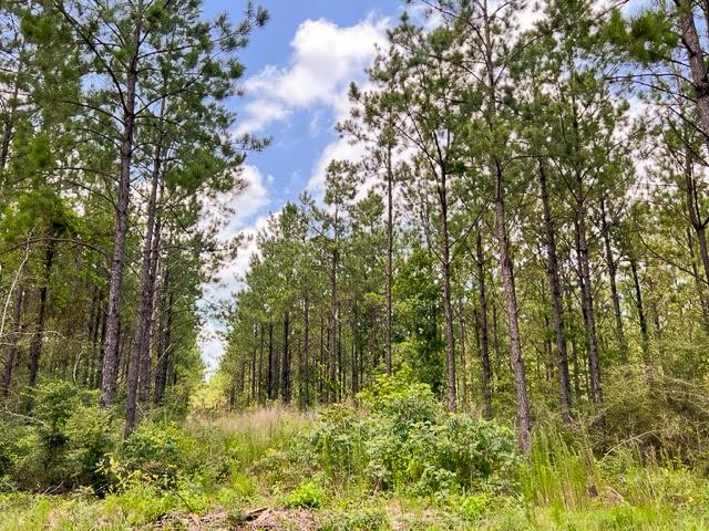 00 County Road 1425, Warren, Texas image 11