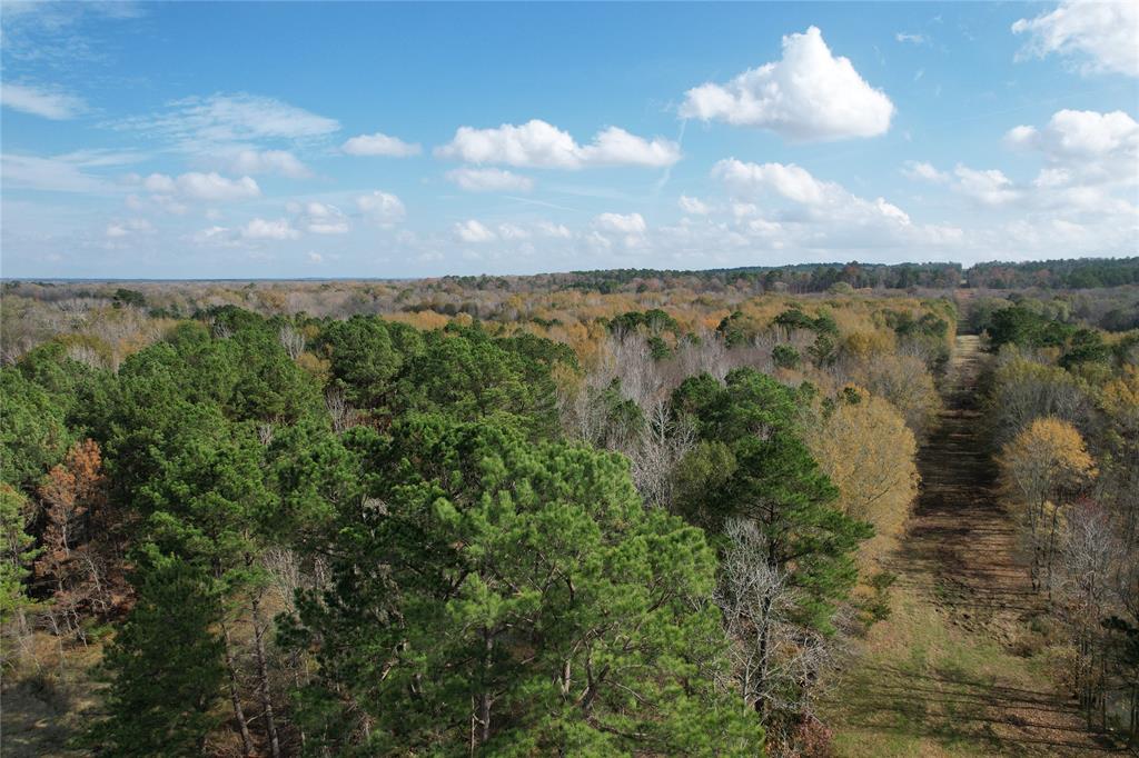 TBD County Rd 1585, Grapeland, Texas image 16