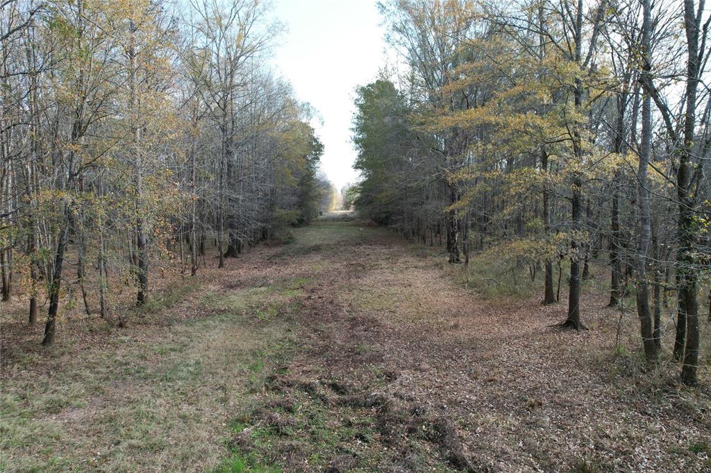 TBD County Rd 1585, Grapeland, Texas image 13