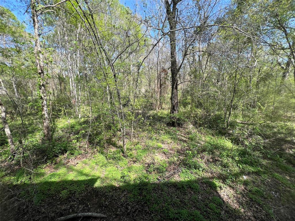 59 Magnolia Boulevard, New Caney, Texas image 21
