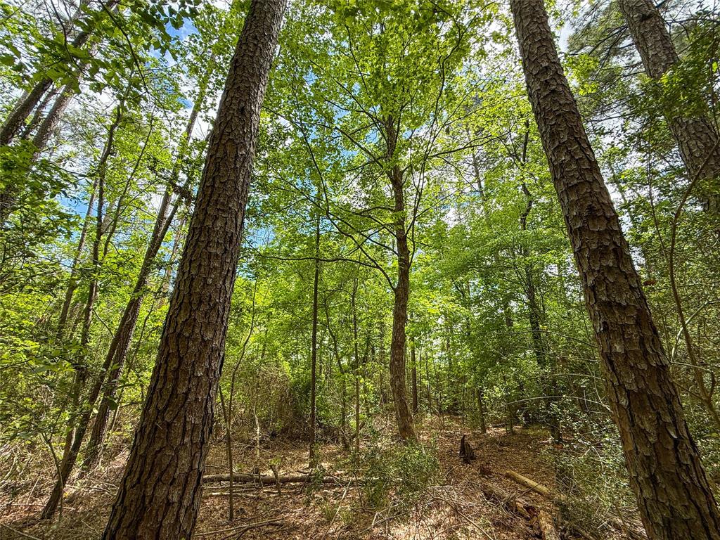 TBD County Road 4269, Woodville, Texas image 37
