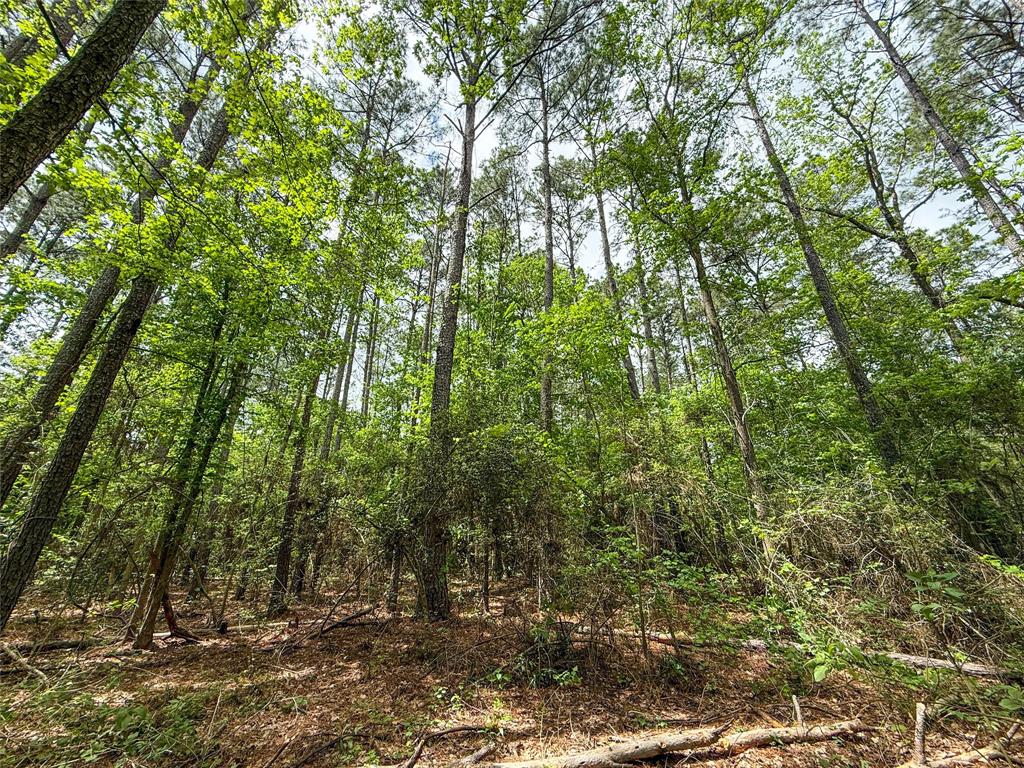 TBD County Road 4269, Woodville, Texas image 11