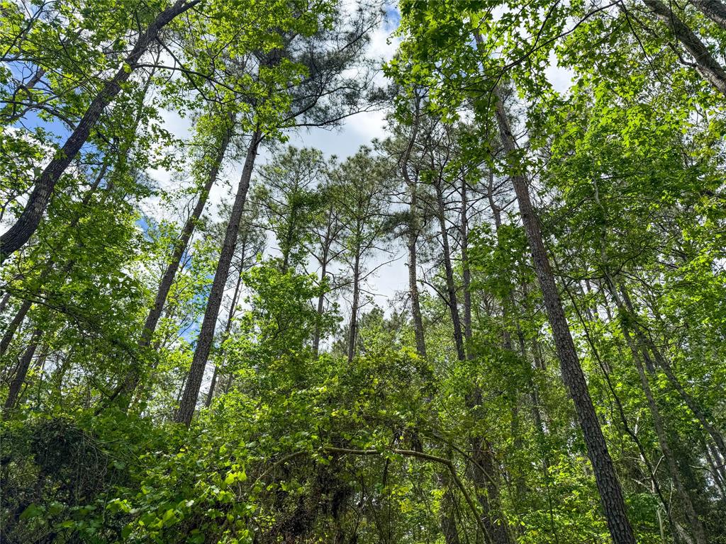 TBD County Road 4269, Woodville, Texas image 8