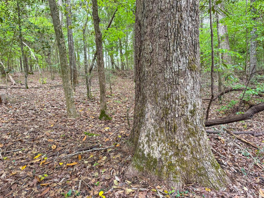 TBD County Road 4269, Woodville, Texas image 16