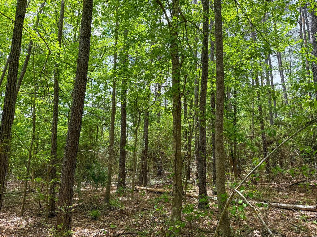 TBD County Road 4269, Woodville, Texas image 10