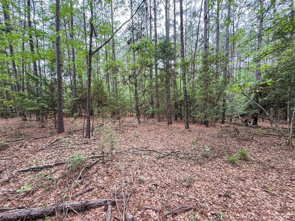 TBD County Road 4269, Woodville, Texas image 23
