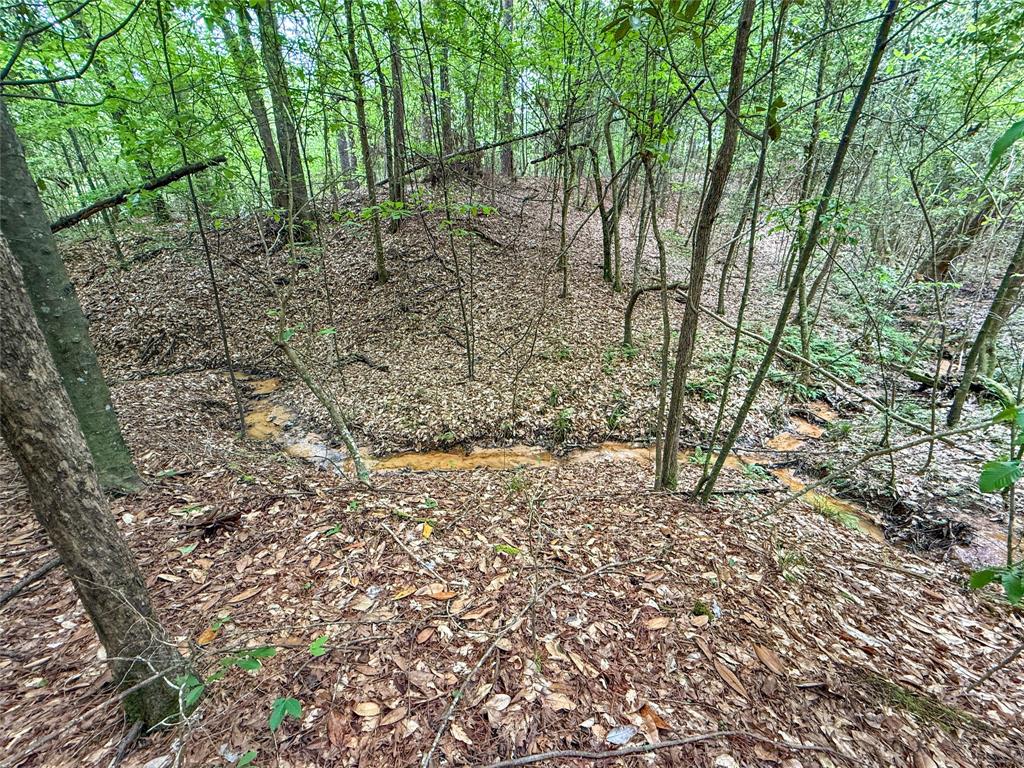 TBD County Road 4269, Woodville, Texas image 14