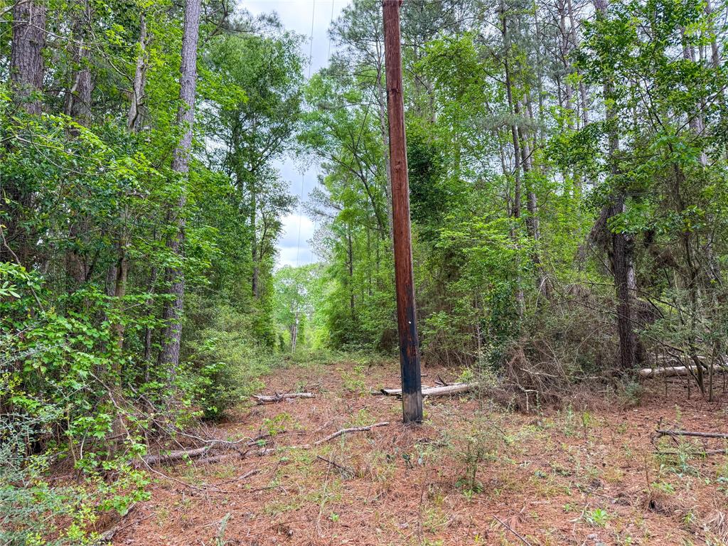 TBD County Road 4269, Woodville, Texas image 25