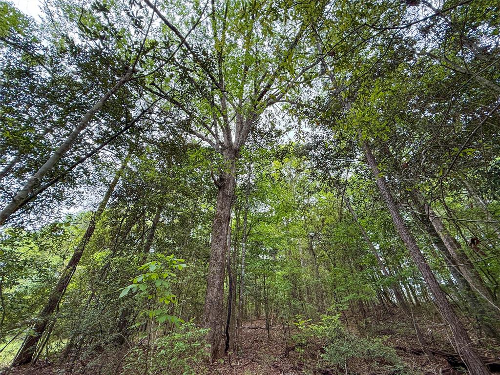 TBD County Road 4269, Woodville, Texas image 33