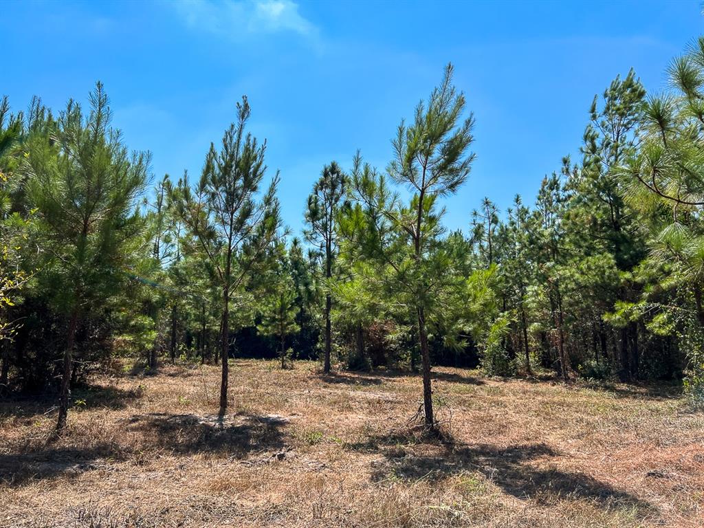 01 Murray Lane, Huntsville, Texas image 8