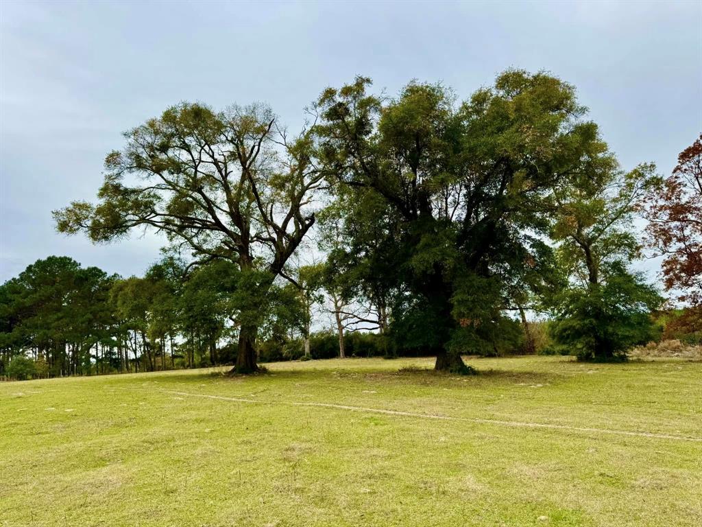 TBD Midway Loop, Livingston, Texas image 12