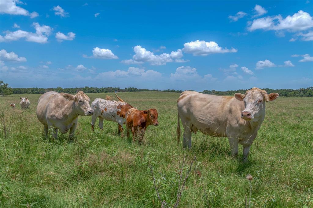 798 Lcr 703, Kosse, Texas image 46