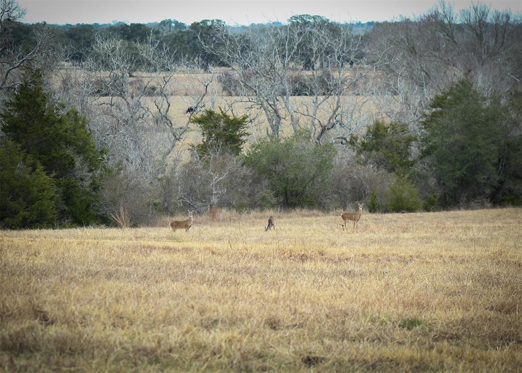 3200 Us Hwy 77a North, Yoakum, Texas image 6