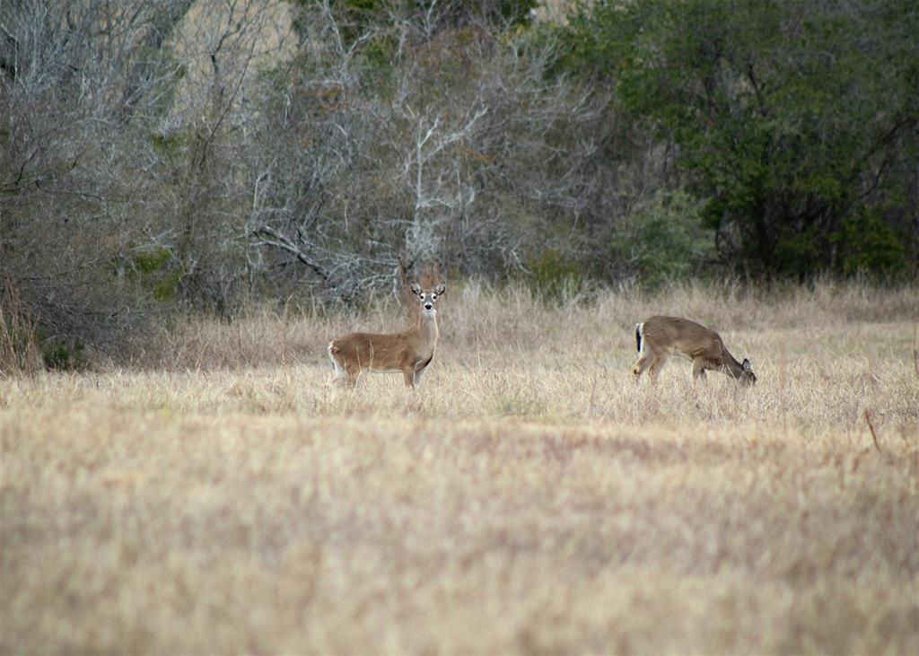 3200 Us Hwy 77a North, Yoakum, Texas image 5