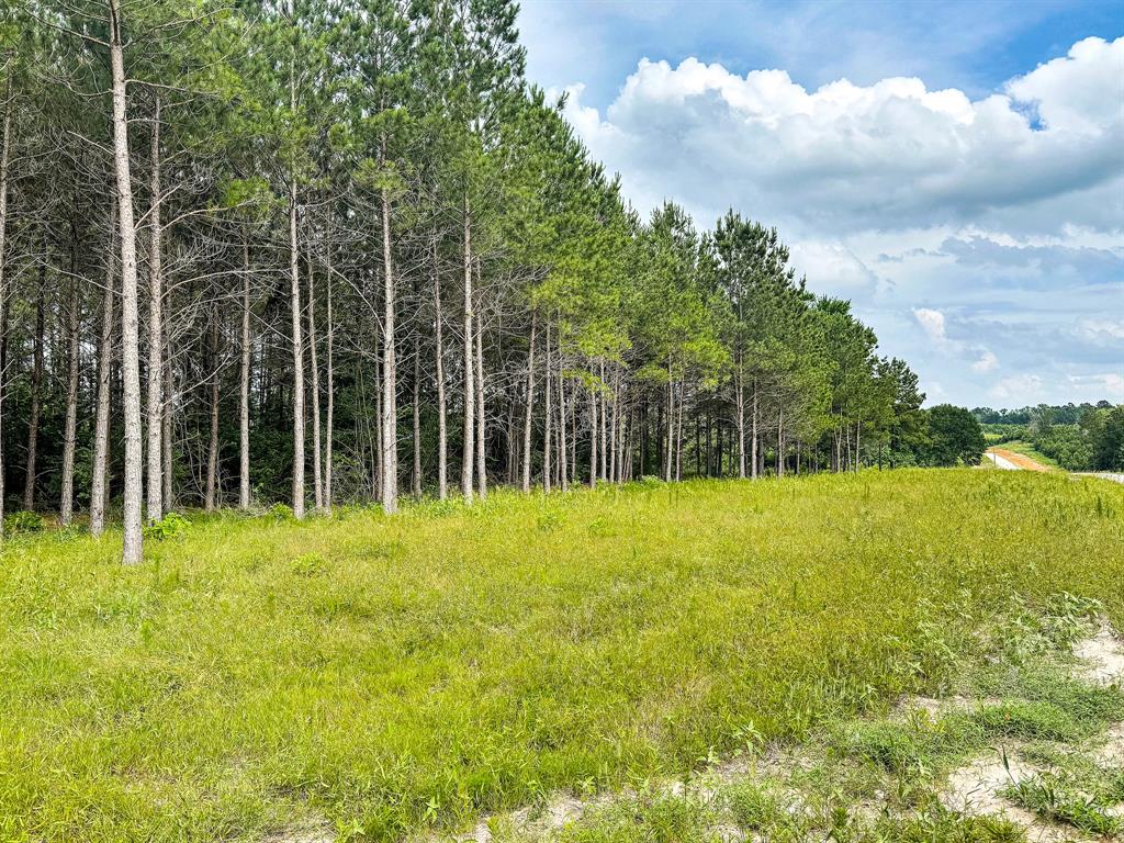 TBD Canopy Ridge Trail, Grapeland, Texas image 10