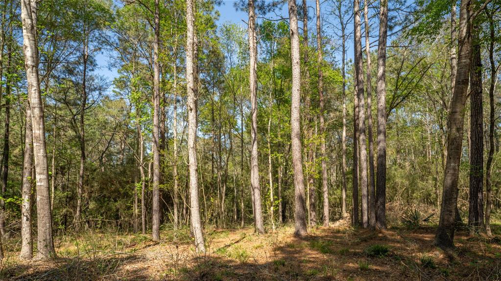 000 Bighorn Road, New Waverly, Texas image 11