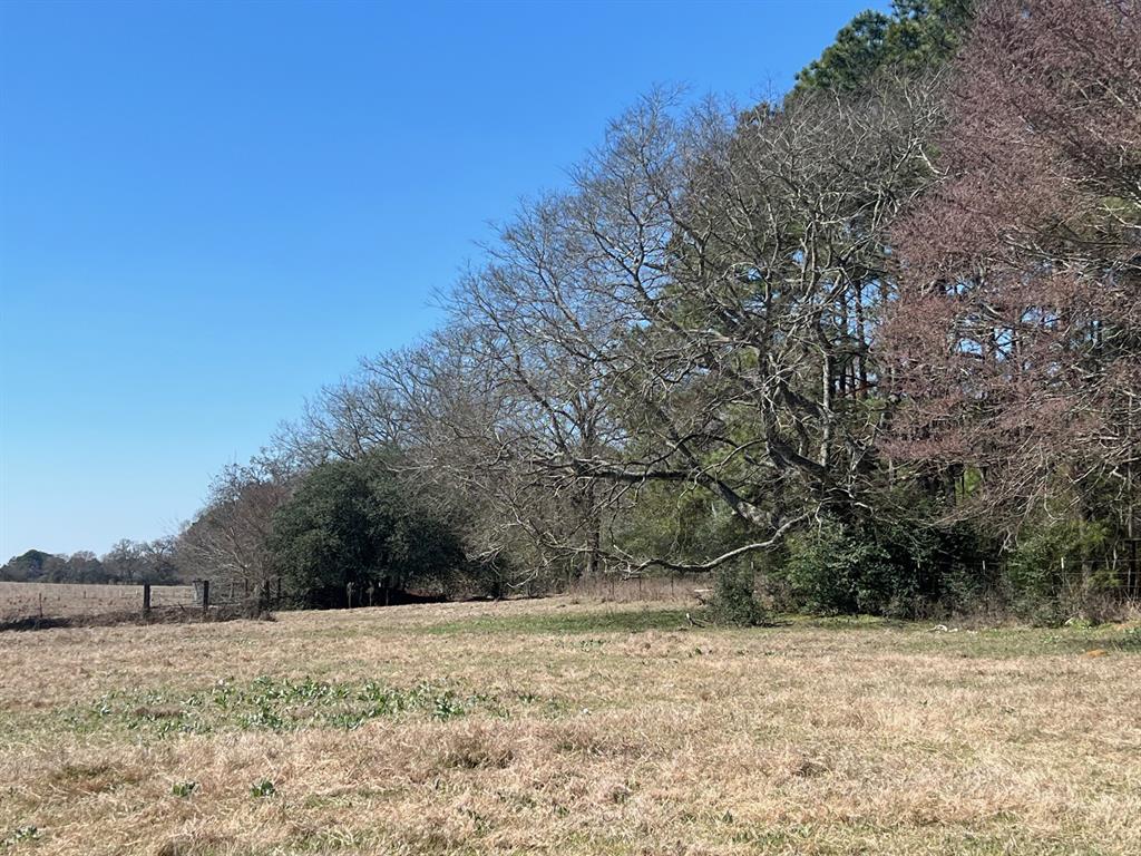14 Ac Cr 145, Centerville, Texas image 10