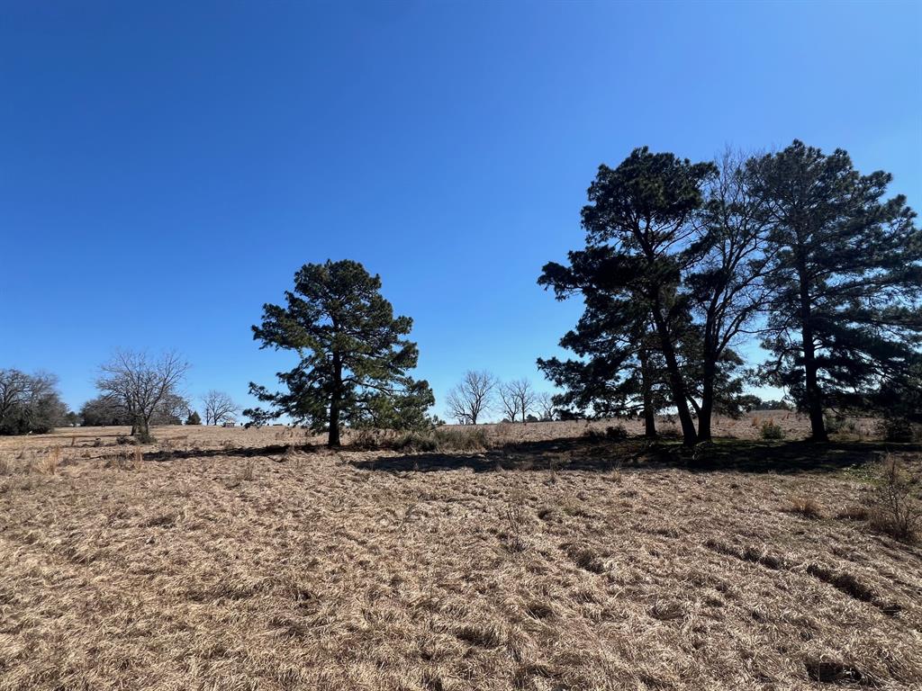 14 Ac Cr 145, Centerville, Texas image 4