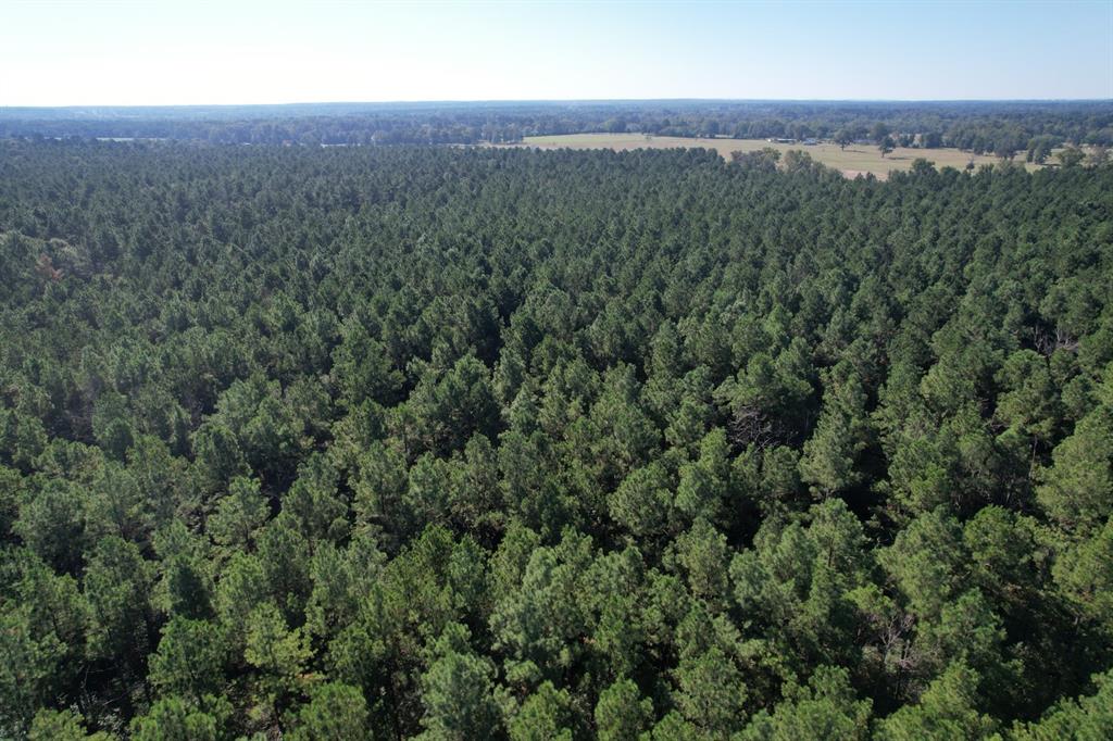 TBD Fm 124, Beckville, Texas image 9