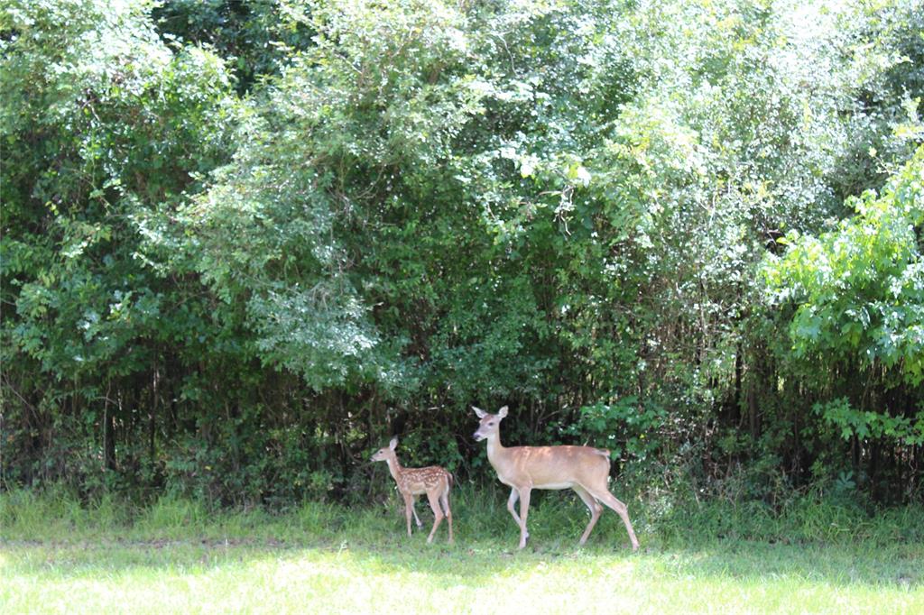 TBD Lakeview Drive, Cleveland, Texas image 14