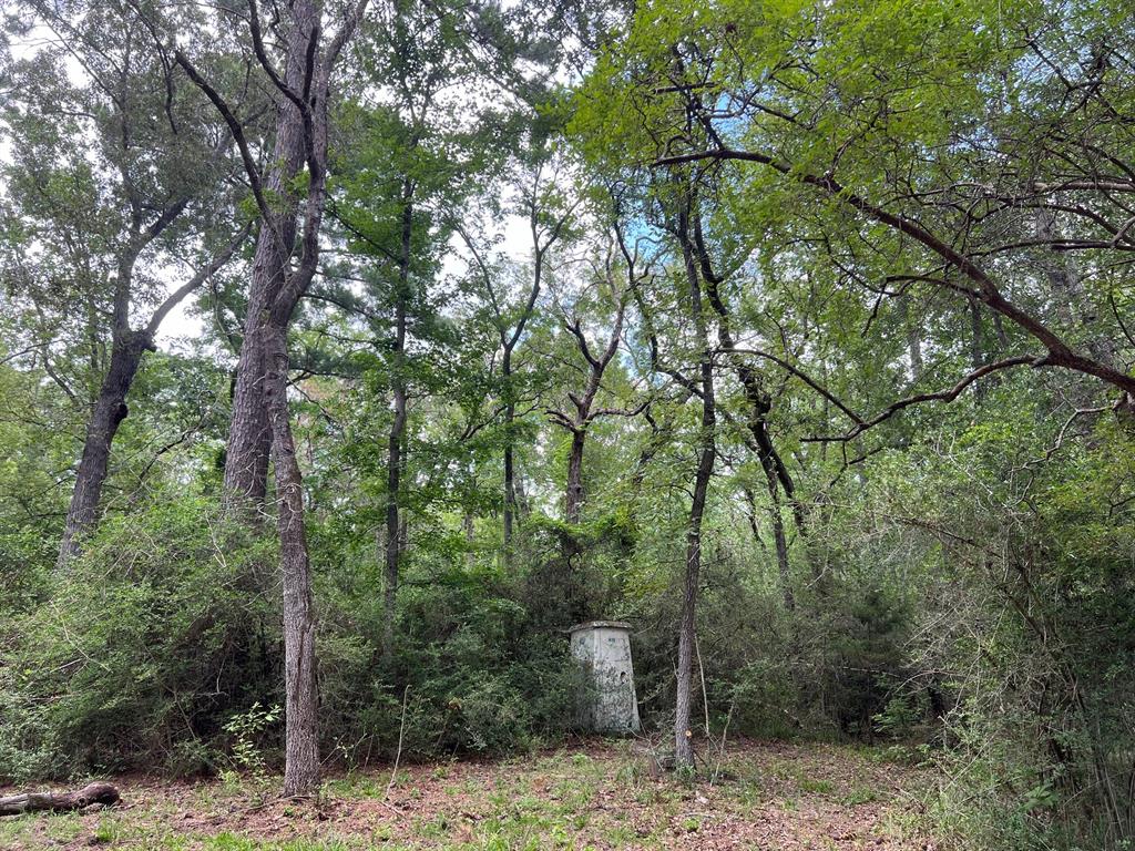 20 Ac Cr 293, Oakwood, Texas image 5