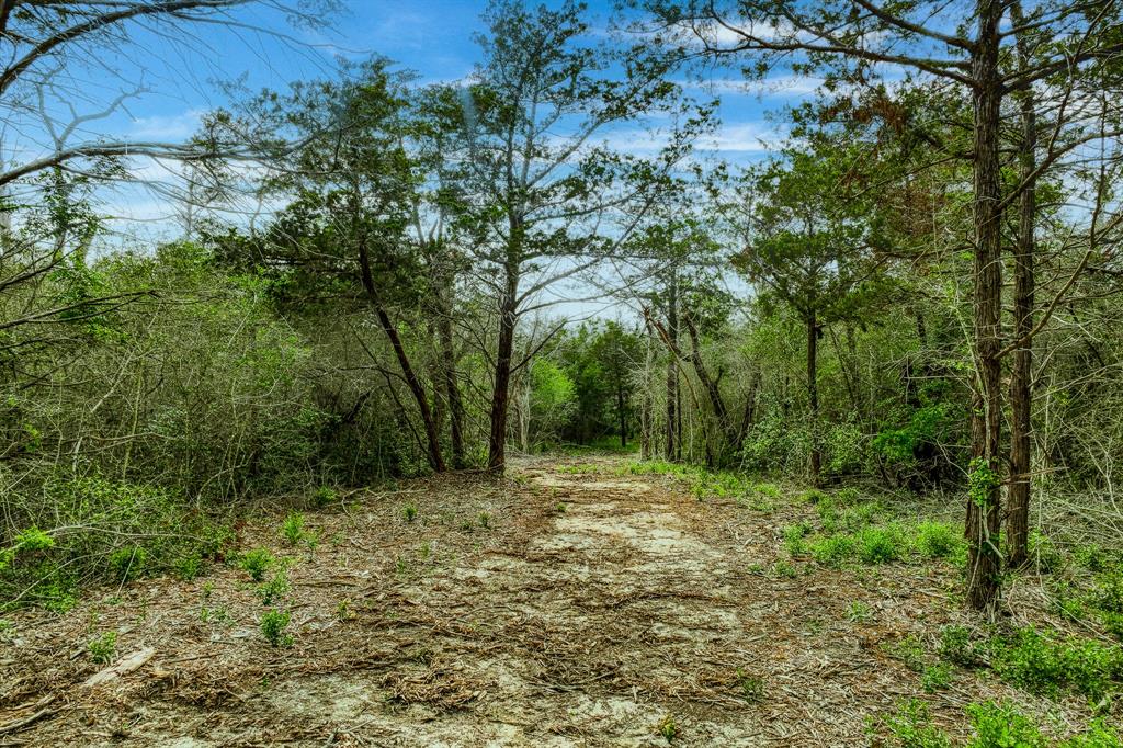 Tract 4 Wildlife Circle, Carmine, Texas image 8