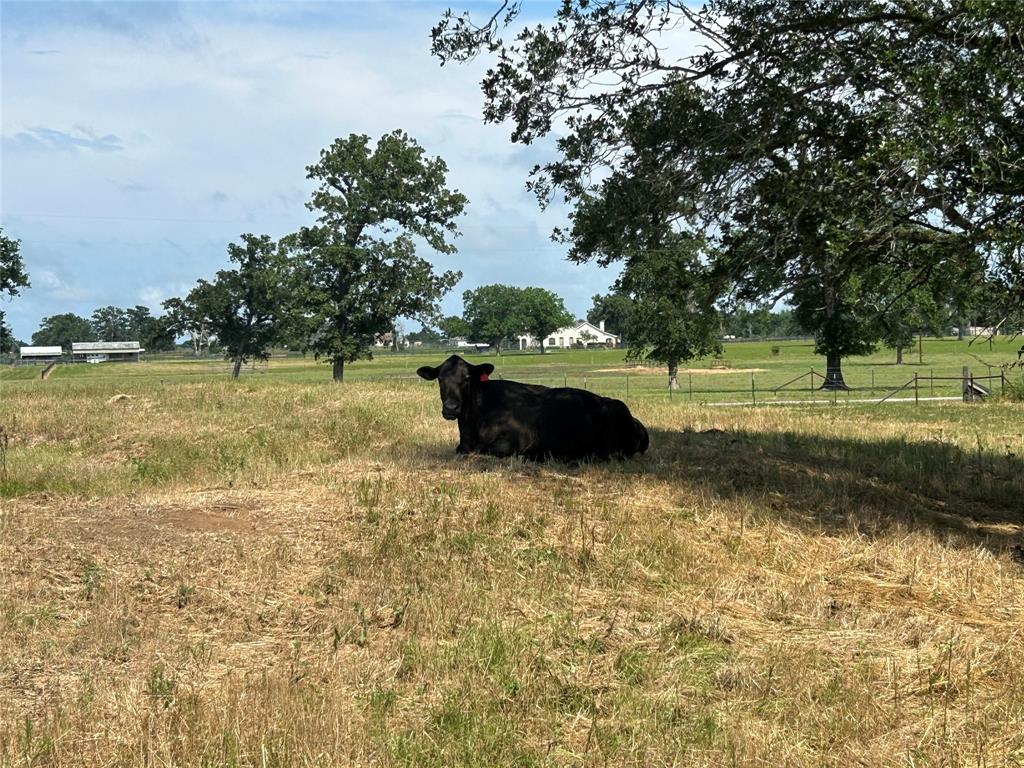 38535 Wiggins Road, Hempstead, Texas image 2