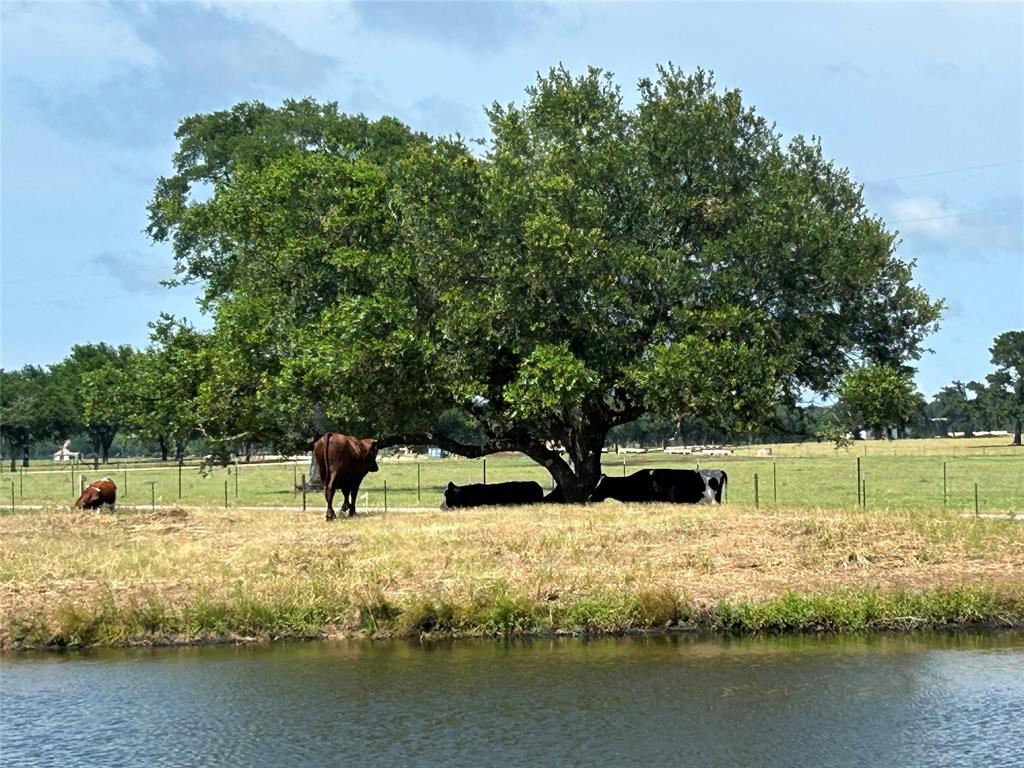 38535 Wiggins Road, Hempstead, Texas image 4