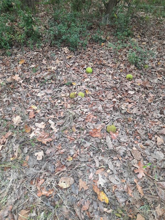 2900 County Road 3390, Crockett, Texas image 13