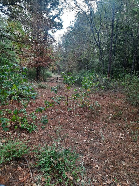 2900 County Road 3390, Crockett, Texas image 8