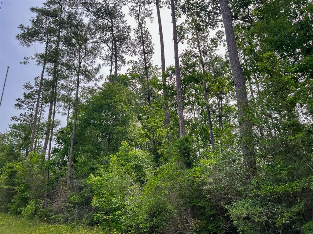 1 Salem Church Road, Willis, Texas image 6